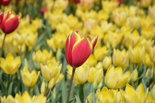 tulips flower nature