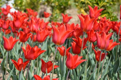 tulips flower nature