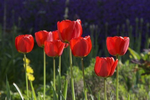 tulips flowers spring flowers