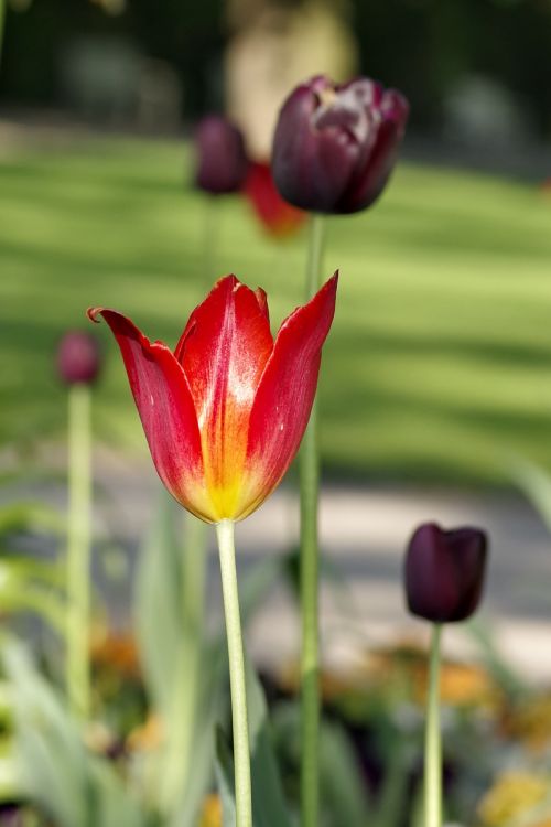 tulips red black