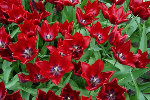 tulips flowers red