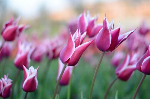 tulips flower macro