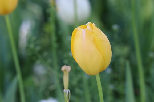 tulips yellow tulip plant