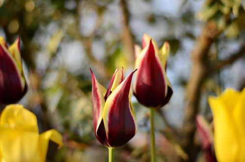 tulips red macro