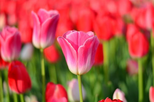tulips red macro