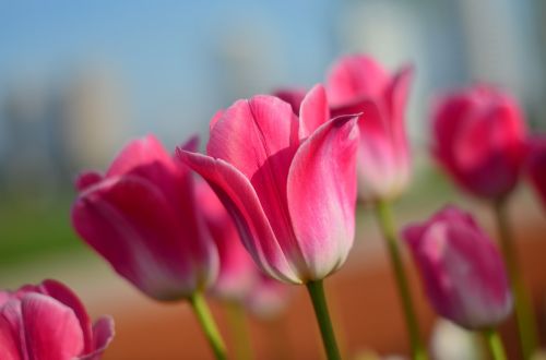 tulips red macro