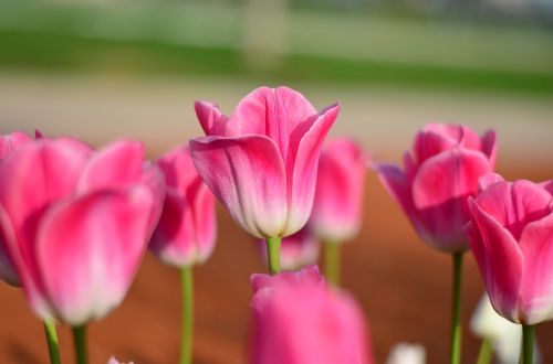 tulips red macro