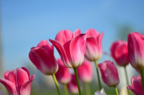 tulips red macro