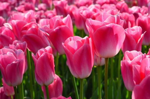 tulips red macro