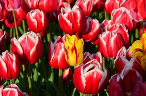 tulips red macro