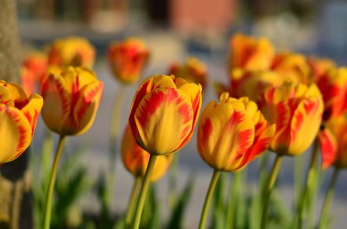 tulips red macro