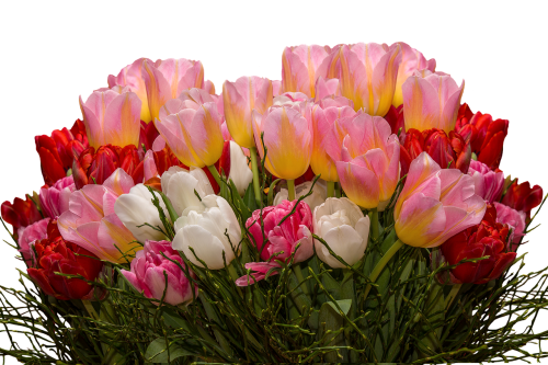 tulips nature flowers