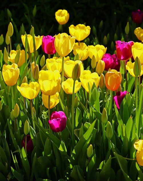 tulips flower yellow