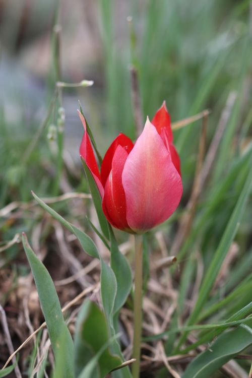 tulips green red