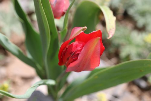tulips green red