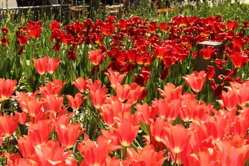 tulips red tulip sea