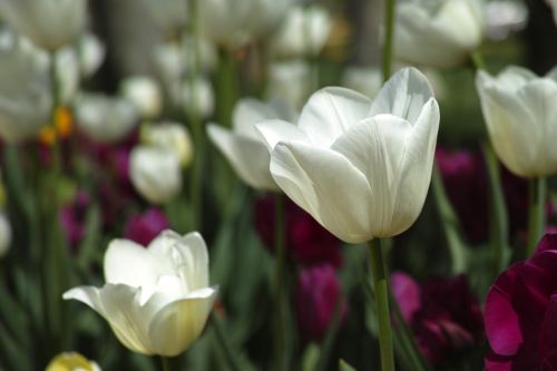 tulips flower tulip festival