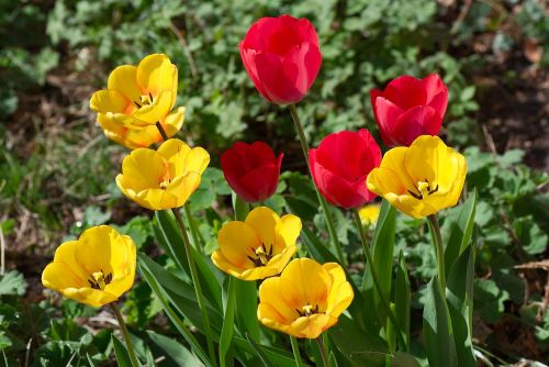 tulips flowers transparent