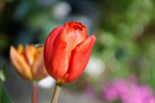 tulips spring red