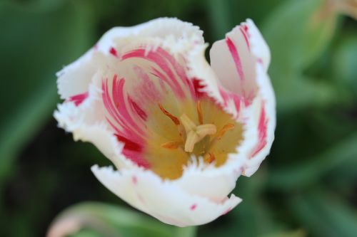 tulips white pink