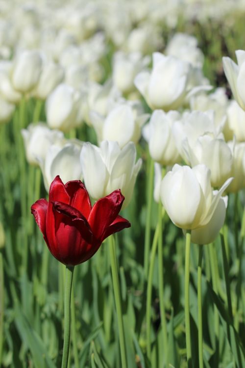 tulips white pink