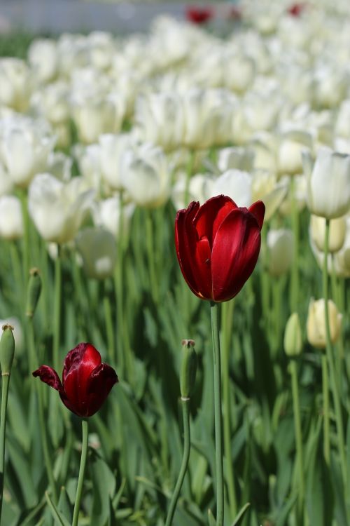 tulips white pink