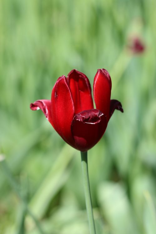 tulips white pink