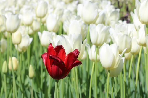 tulips white pink