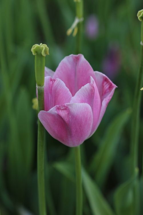 tulips white pink