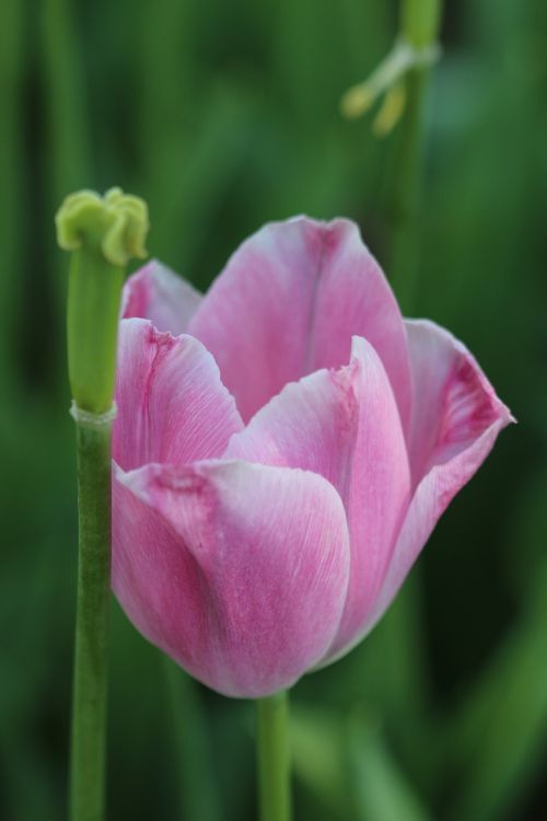 tulips white pink