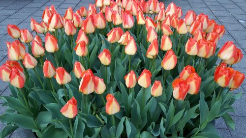 tulips amsterdam netherlands