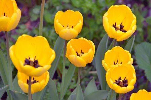 tulips spring flowers