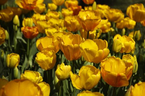 tulips flower detail