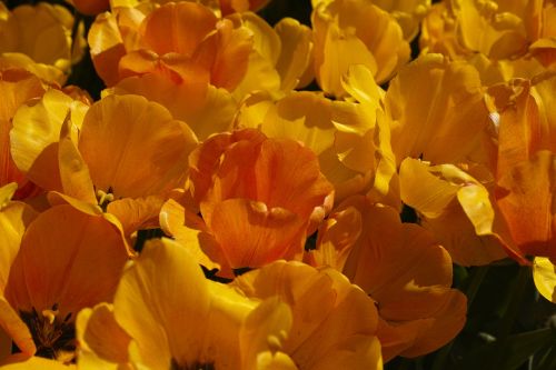 tulips flower detail