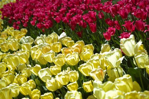 tulips flower detail