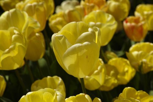 tulips flower detail