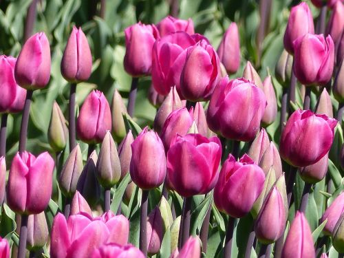 tulips flowers pink