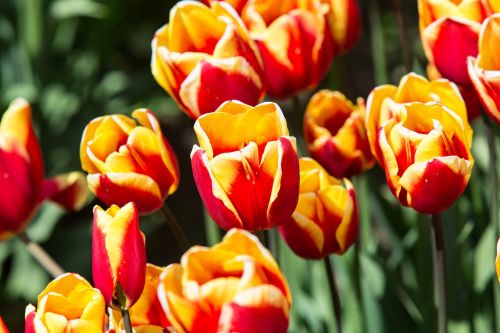 tulips flowers nature