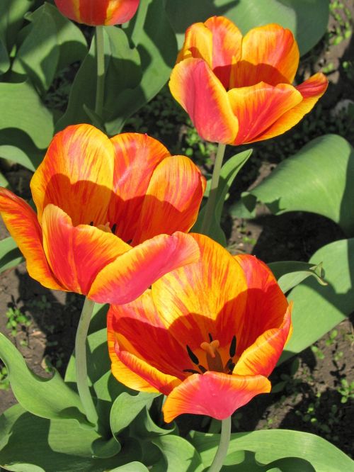 tulips spring yellow-red