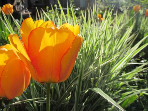 tulips grasses spring