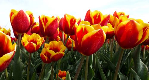 tulips bulbs tulip