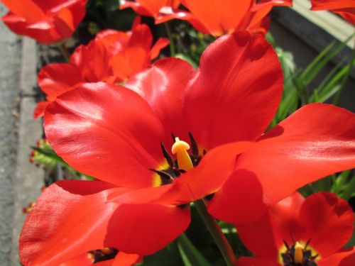 tulips tulip spring