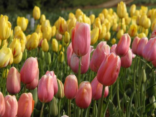 tulips tulip field golden