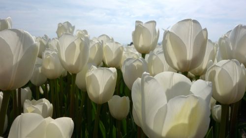 tulips white tulip fields