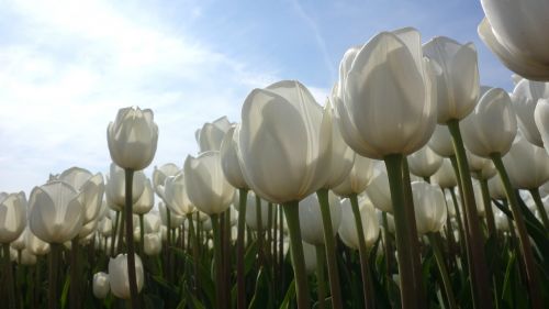 tulips white tulip fields