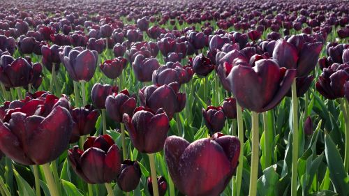 tulips purple bulbs