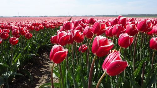 tulips tulip bulb