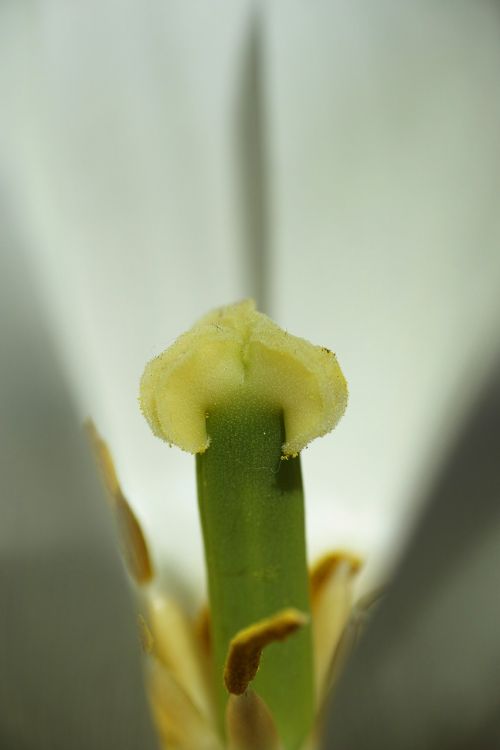 tulips macro close