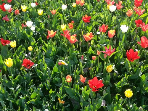 tulips flower meadow flowers