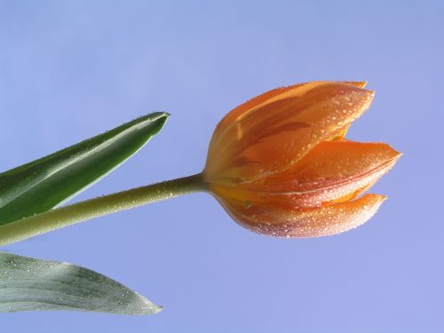 tulips flower bloom